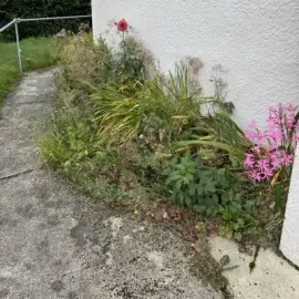 Before: Overgrown weeds and garden waste build up, and garden clearance services beside a residential home in North Dunedin.