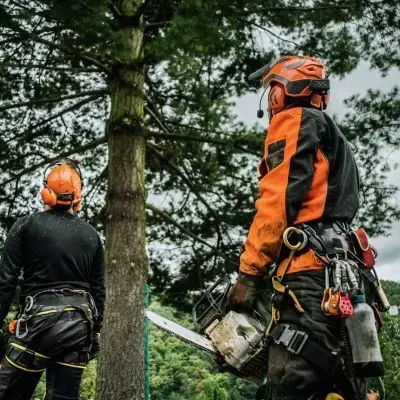 Qualified arborists assessing tree safety for removal near residential property in Dunedin, Otago.