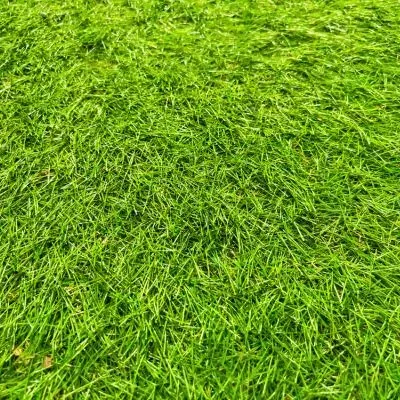 A healthy lawn showing uniform regrowth supported by regular mowing frequency in Dunedin.