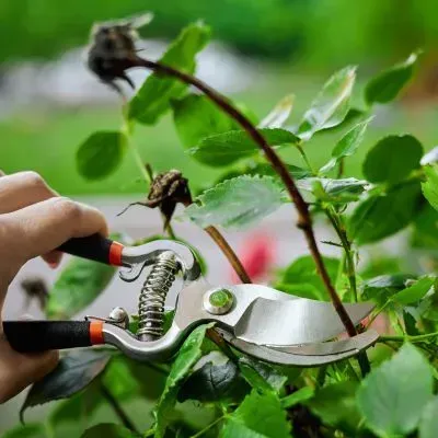 Professional rose pruning service in Dunedin using hand secateurs for healthy regrowth.