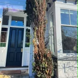 Before: Tall overgrown tree beside the front entrance of a residential property in St Clair, Dunedin.