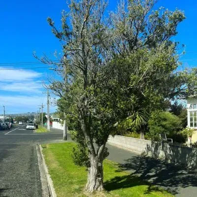 Street tree on a public berm in South Dunedin illustrating council-managed tree regulations.