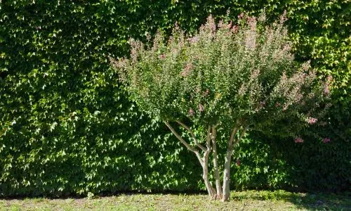 Small residential garden tree in Dunedin suitable for safe ground-level removal.