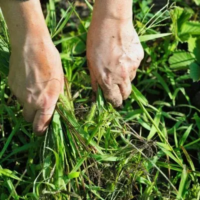 Hand-pulling weeds with roots from a garden bed during weed removal service in Dunedin.