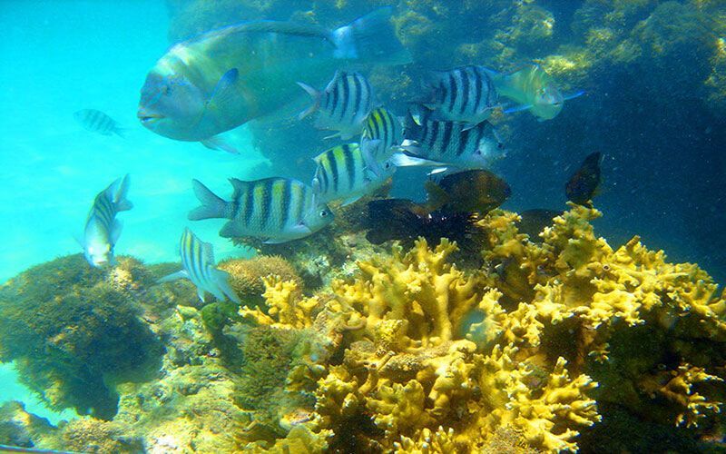 Peixes tropicais coloridos nadam sobre corais amarelos em águas cristalinas.