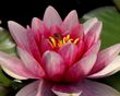 Pink water lily blooming on green lily pads.
