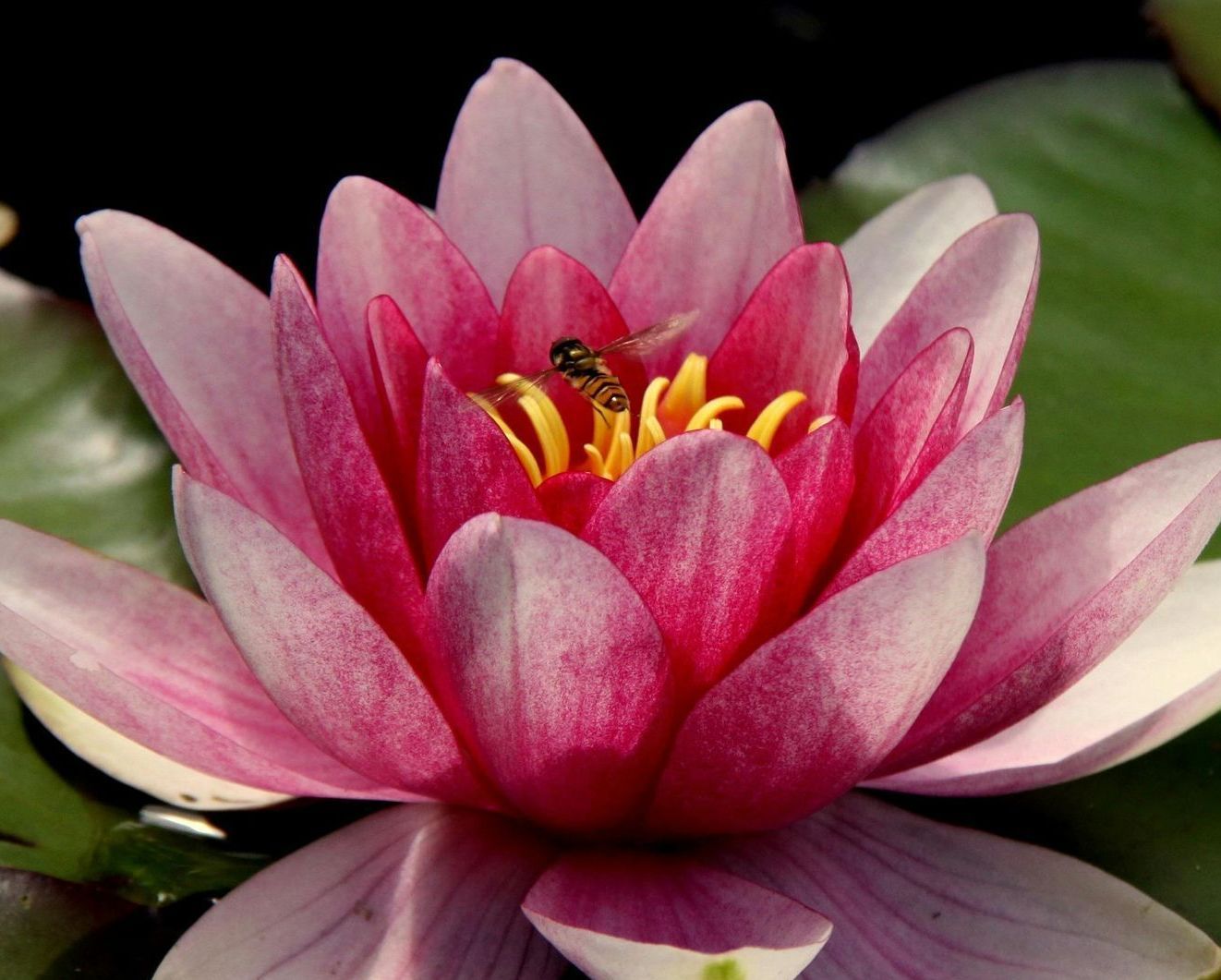 Pink water lily blooming on green lily pads.