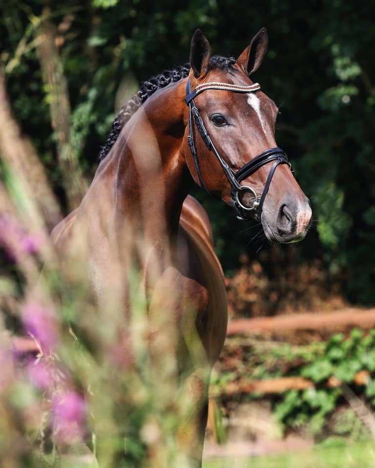 Superhorse My First Lady (v. Glock's Total US)