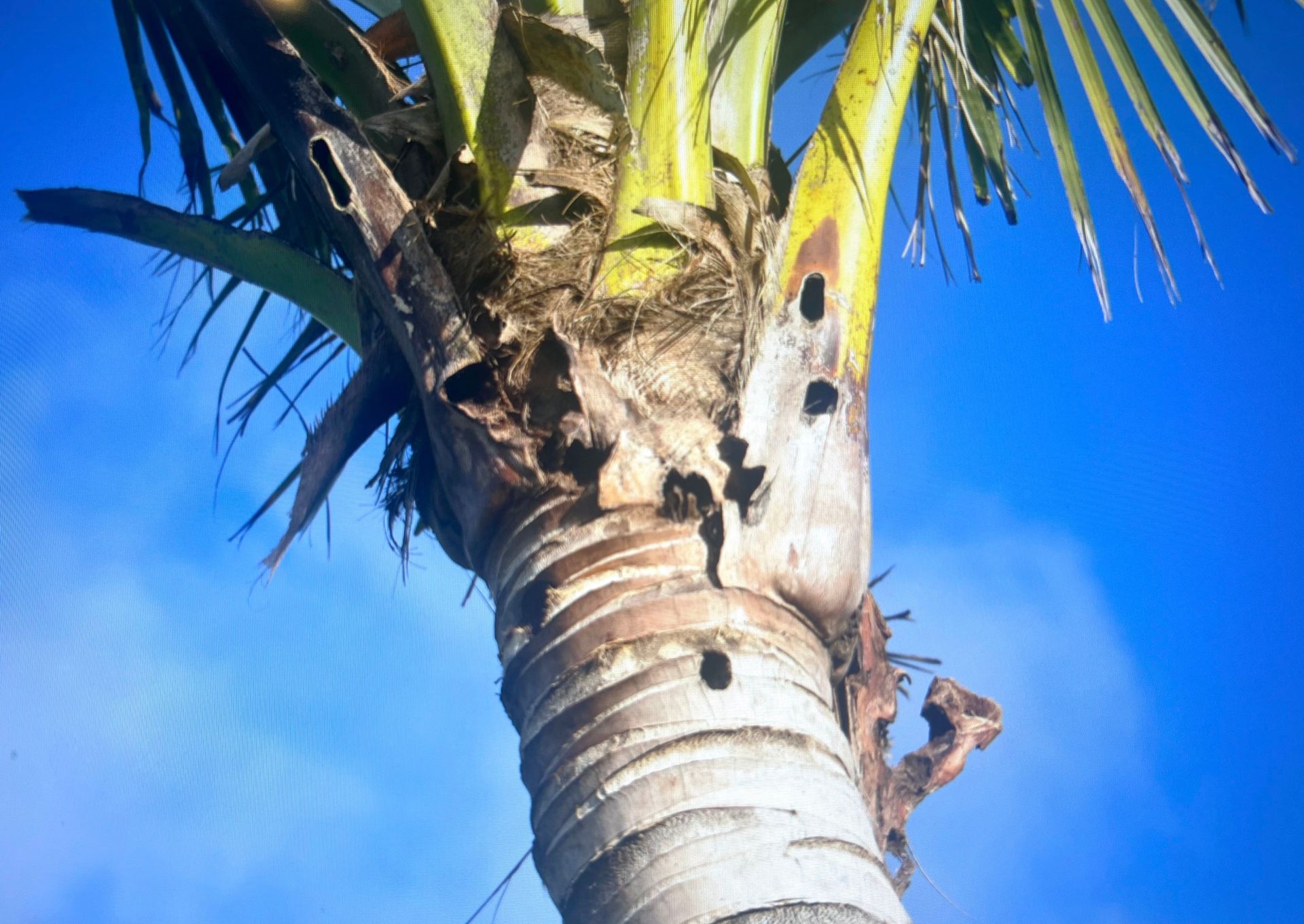Close-up of a palm tree trunk with green fronds against a bright blue sky.