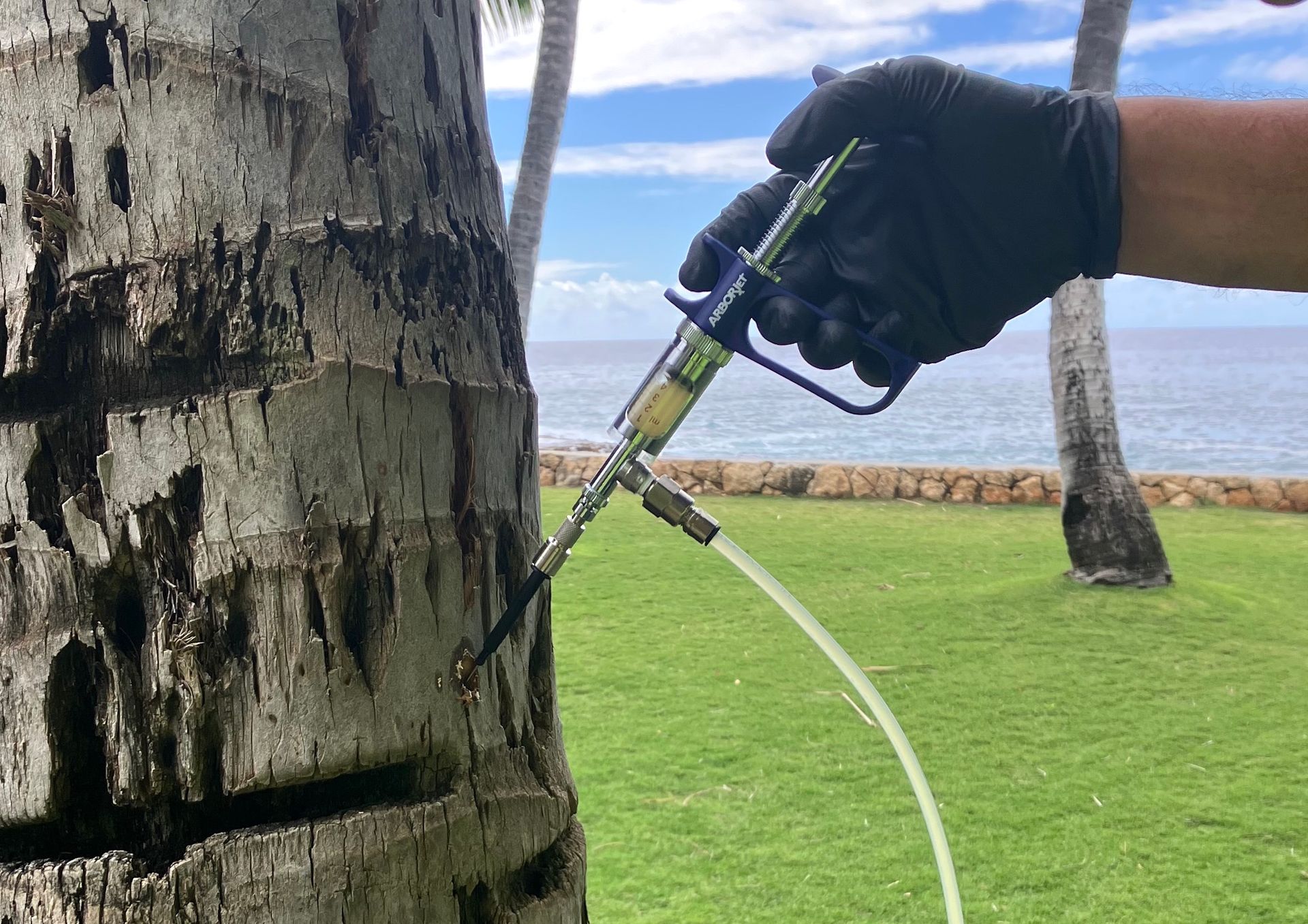A gloved hand uses a handheld injection tool to treat a coconut palm tree by the ocean.