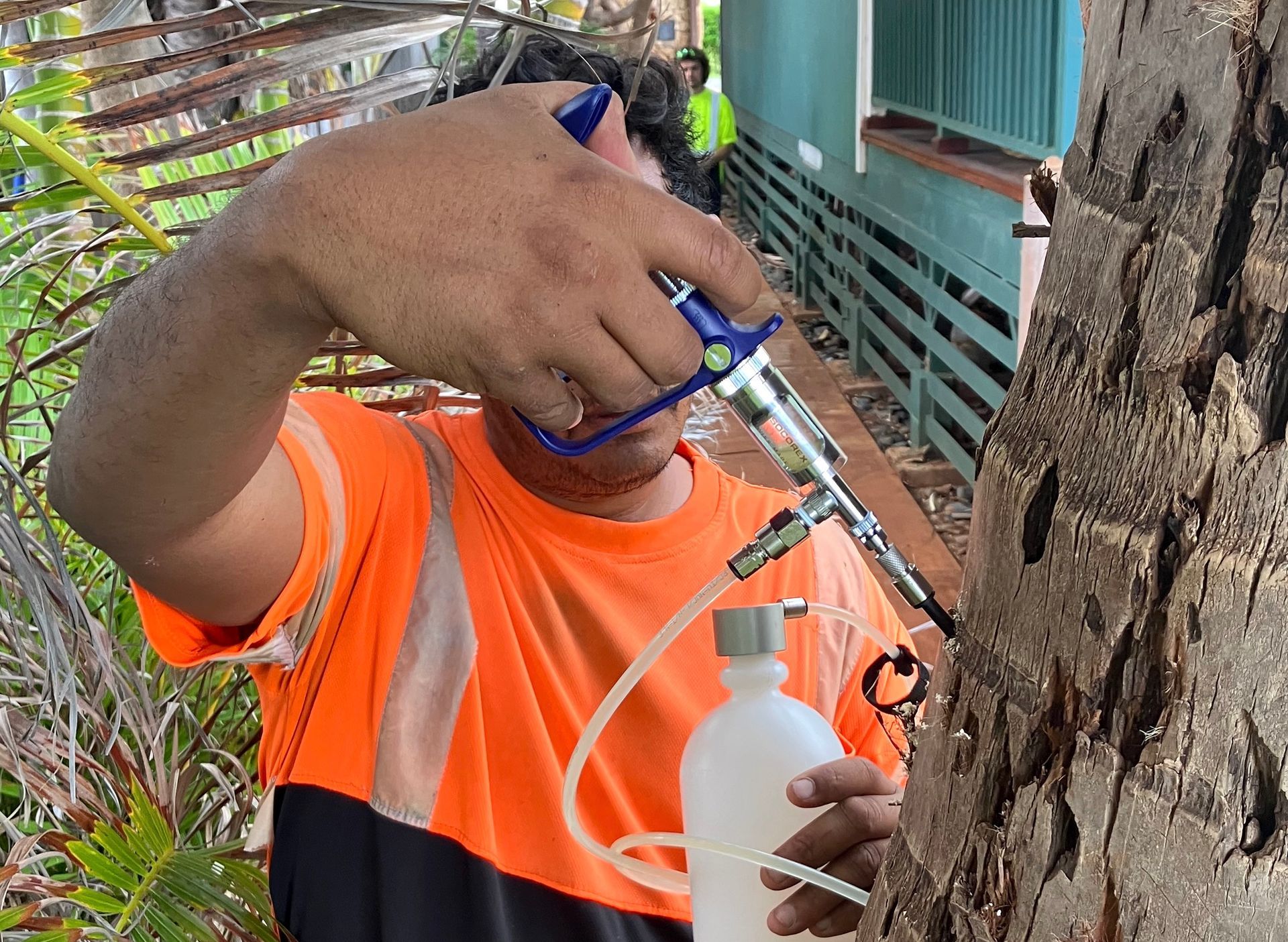 A person in an orange work shirt uses a handheld applicator tool to inject fluid into the trunk of a tree.