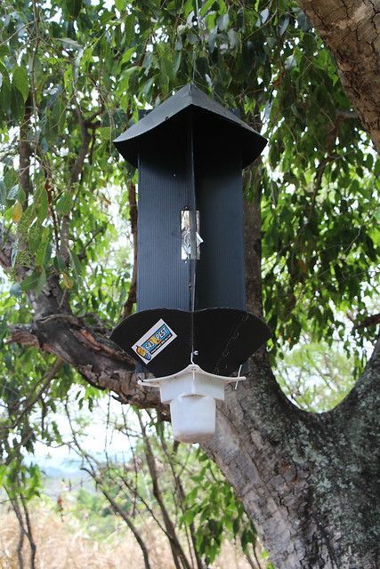 Black insect trap hanging from a tree branch outdoors among green leaves.
