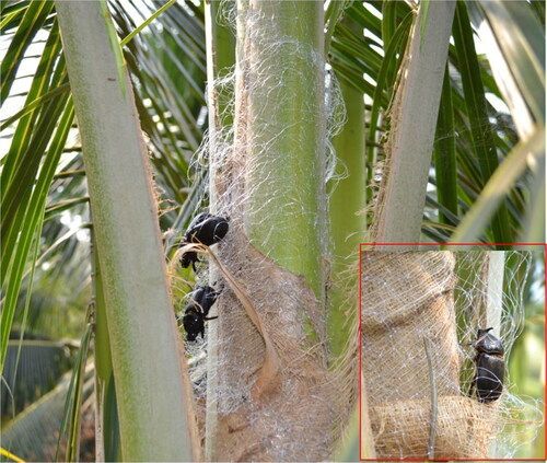 Several large black rhinoceros beetles crawling on the fibrous trunk of a palm tree.
