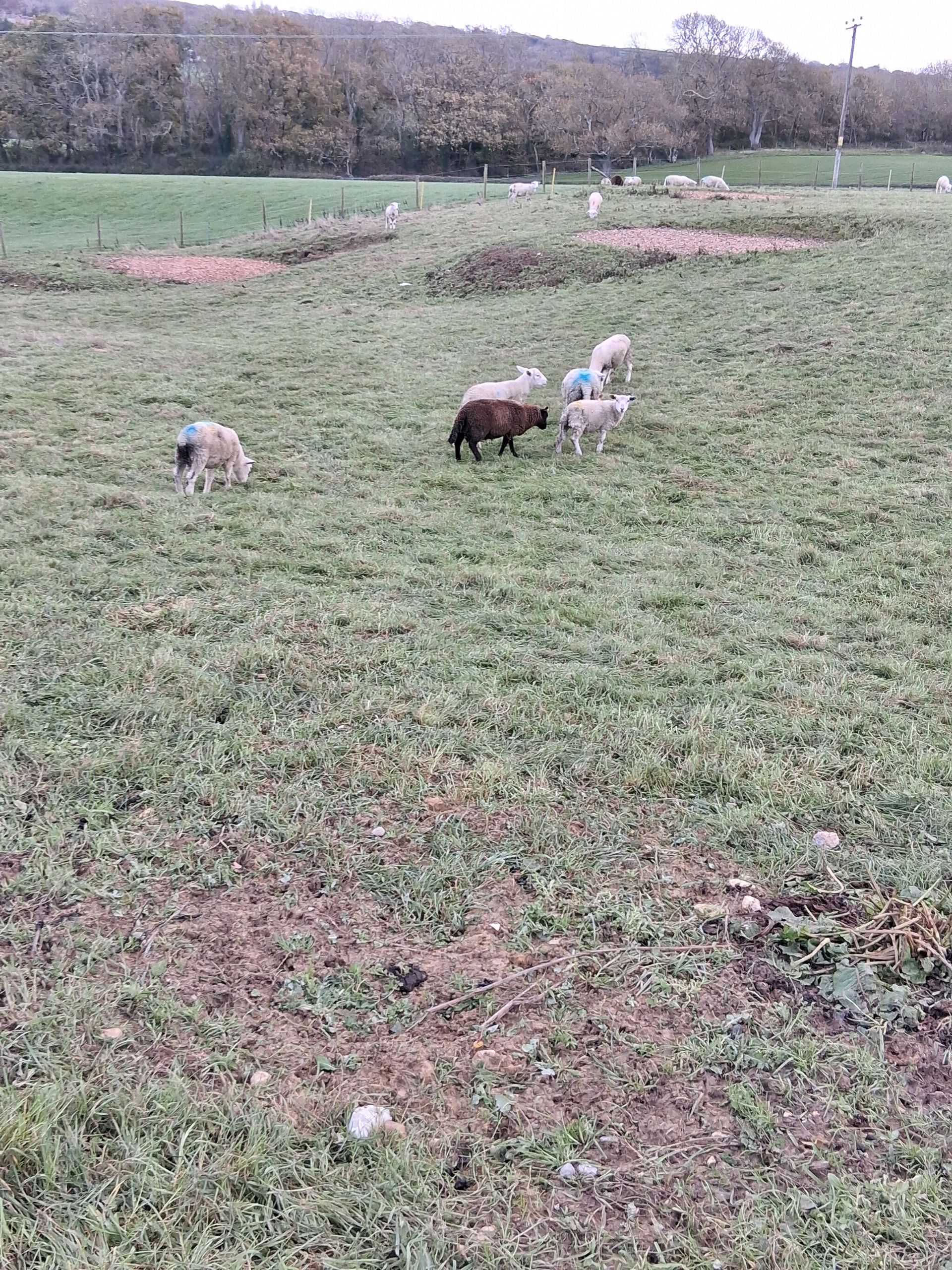 Sheep grazing in a grassy field with trees in the background. Several sheep, including one dark brown.