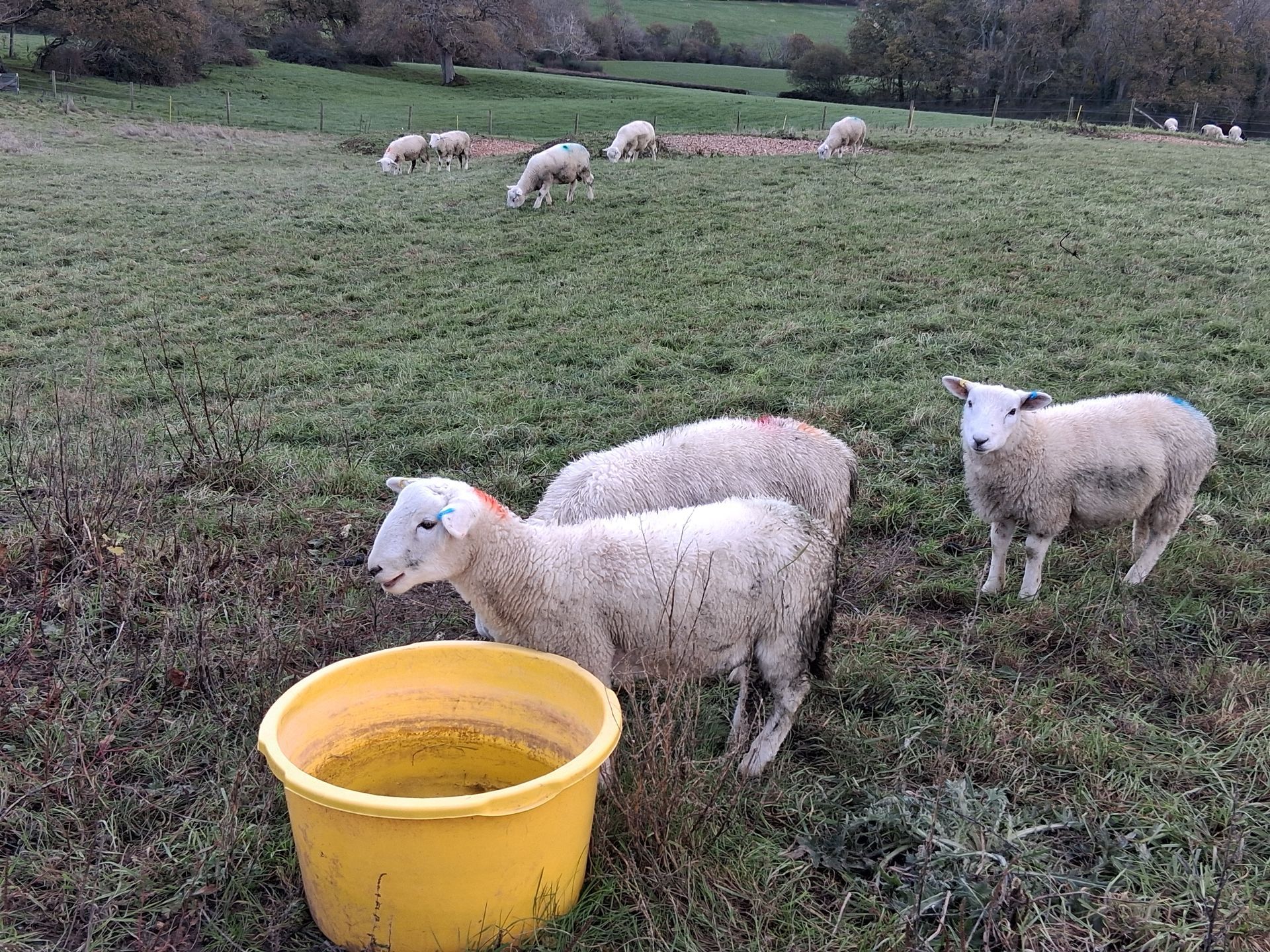 Sheep grazing in a green field, near a yellow bucket. Other sheep graze in the distance.