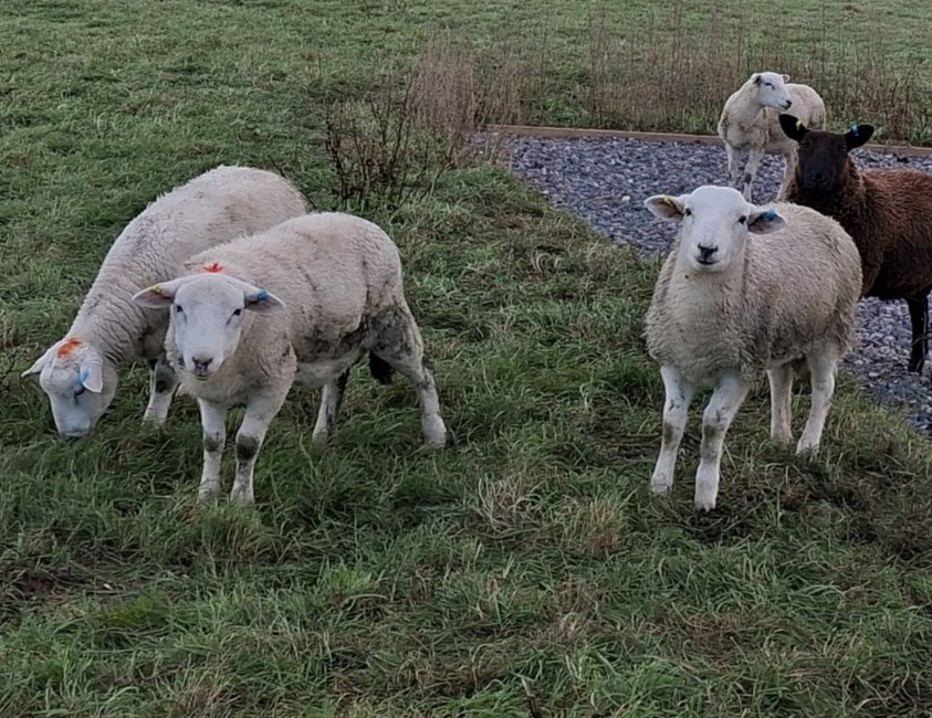 Several sheep grazing on green grass in a field, some with orange tags in their ears.