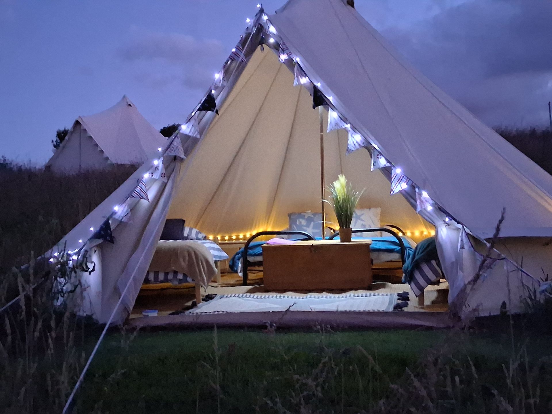 Canvas tent with beds, nautical decor, open to a field with cows.