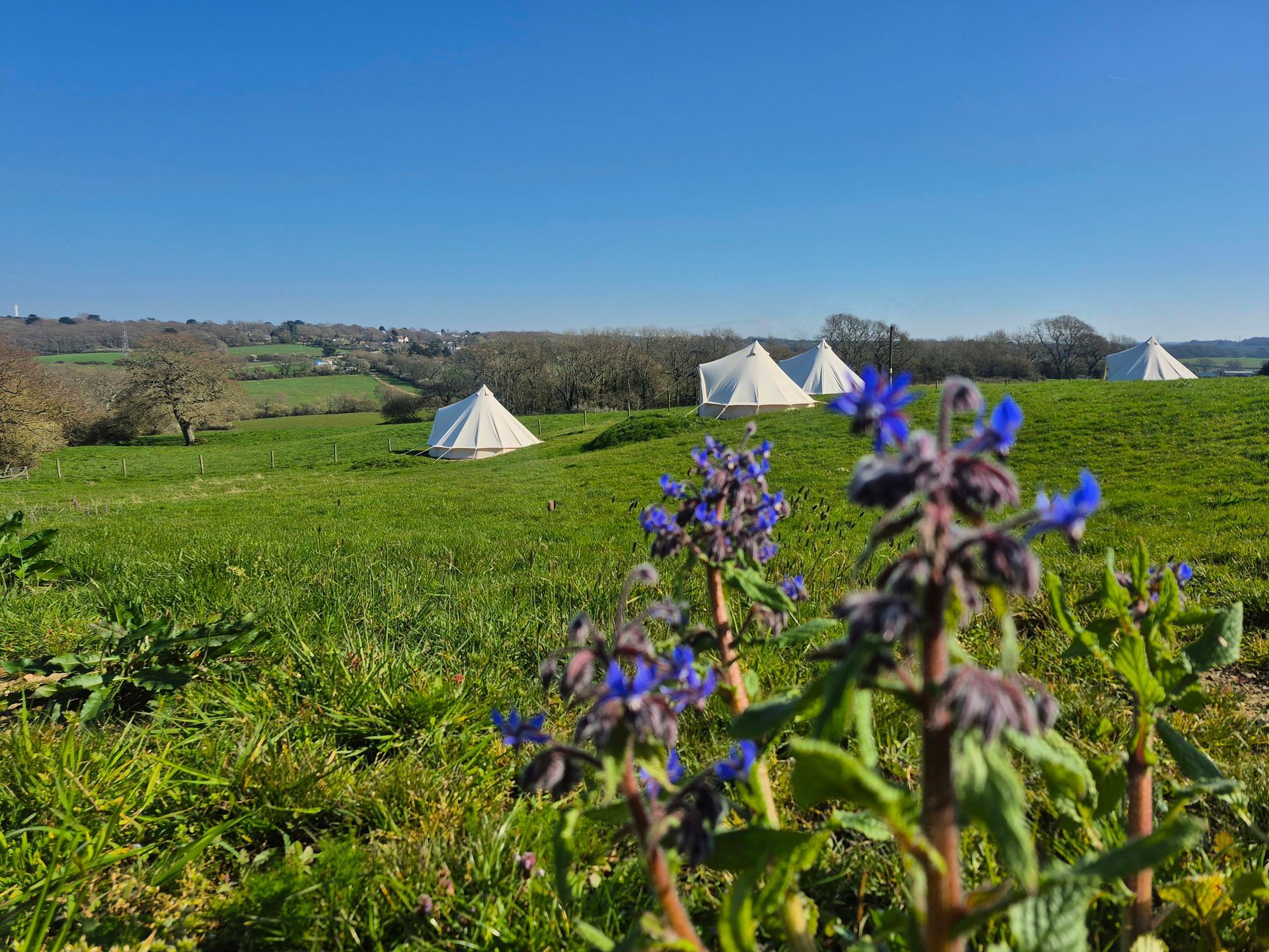 Blue wildflowers in the foreground of a grassy meadow with white bell tents under a bright blue sky.