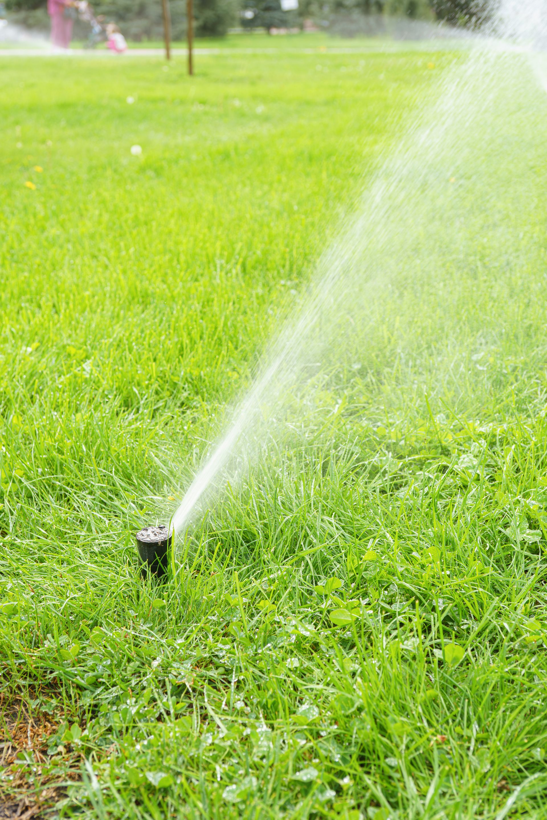 Sprinkler spraying water over a lush green lawn in bright sunlight