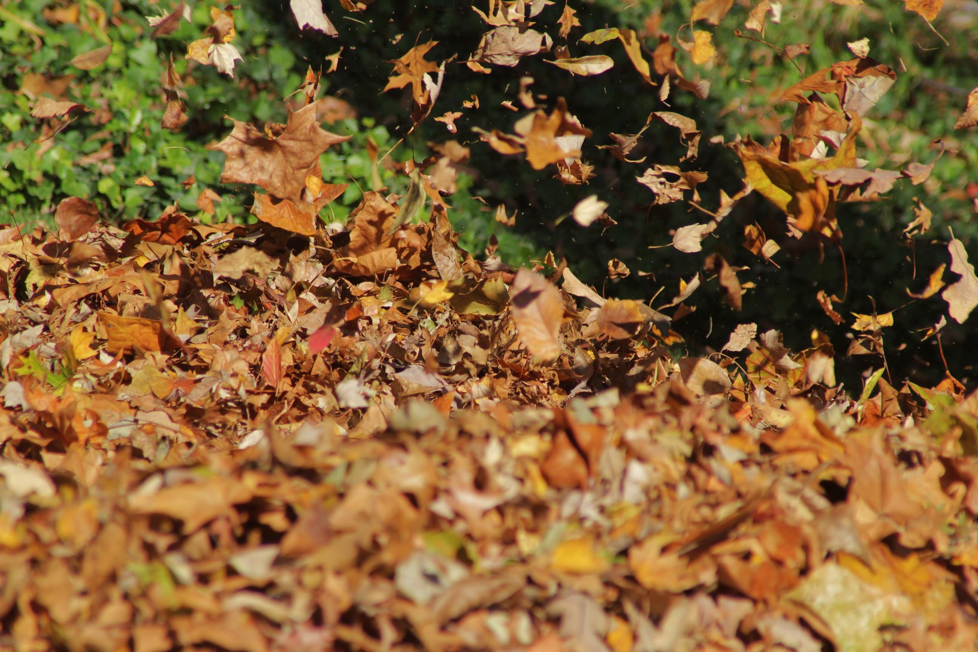 Autumn leaves covering the ground with green foliage in the background