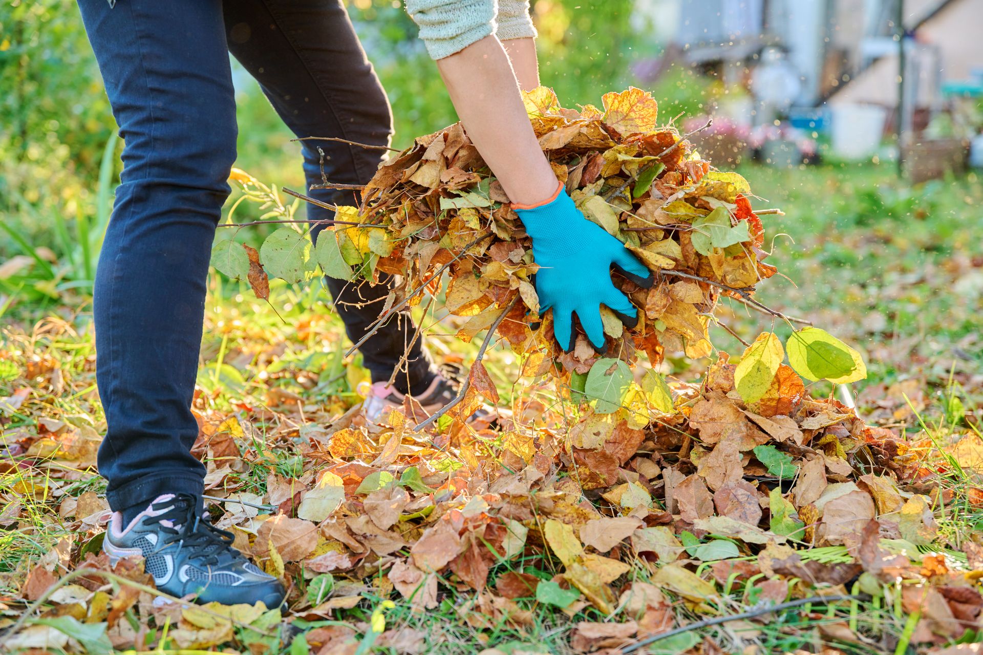 Person in blue gloves rakes a pile of autumn leaves in a yard.