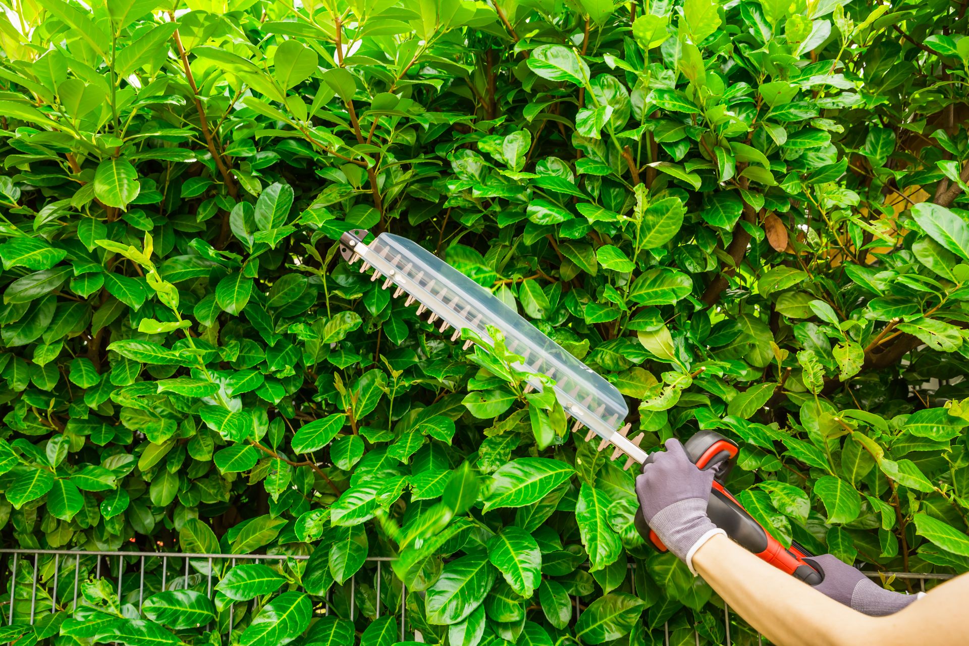 Hands trimming a green hedge with electric hedge trimmer