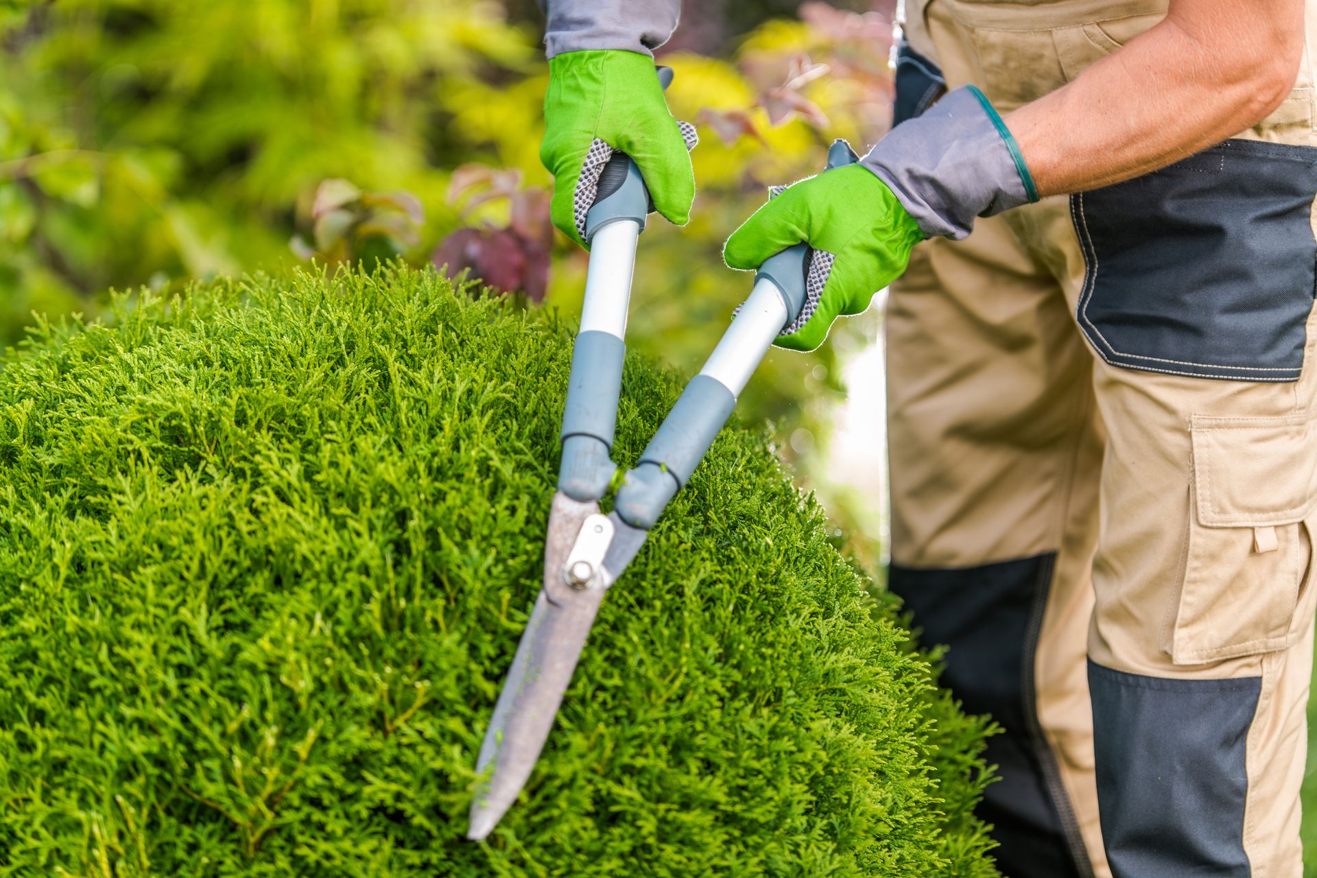 Gardener trimming a round green hedge with hedge shears, wearing gloves in a garden