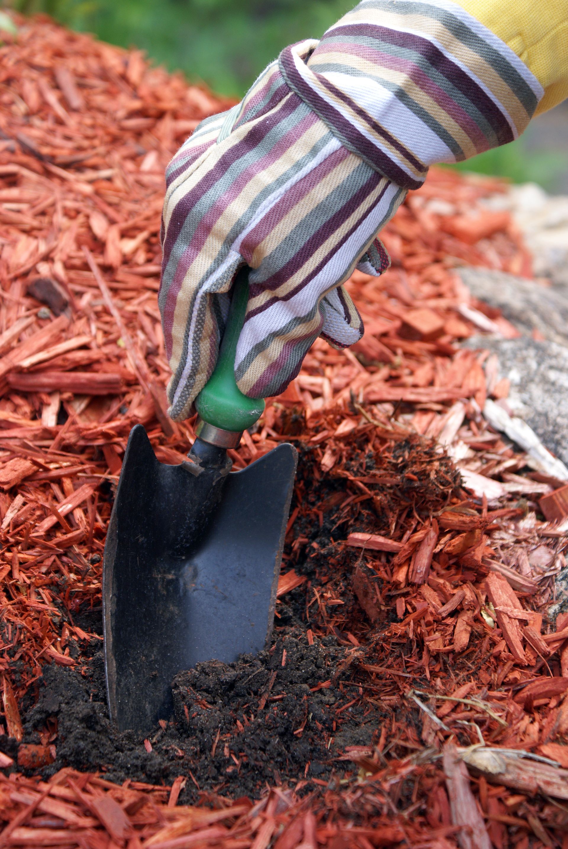 Gloved hand using a small shovel to plant in dark soil with red mulch in a garden bed
