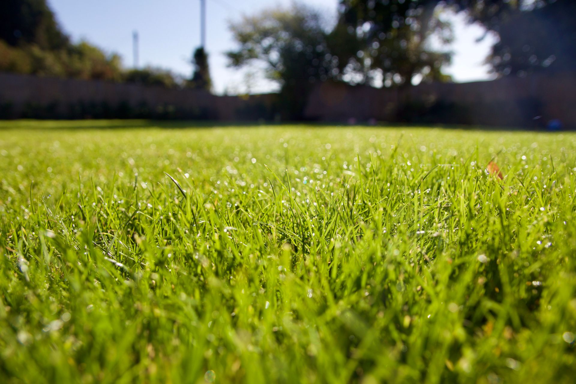 Sunlit green grass in a field with blurred trees in the background