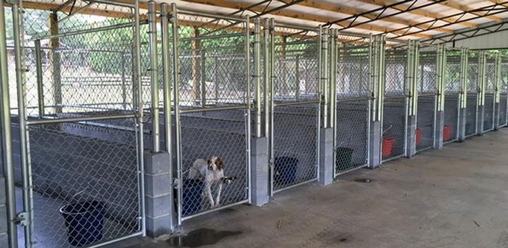 Dog kennels, each with a chain-link fence, are arranged in a row under a covered structure. One dog stands in a kennel.