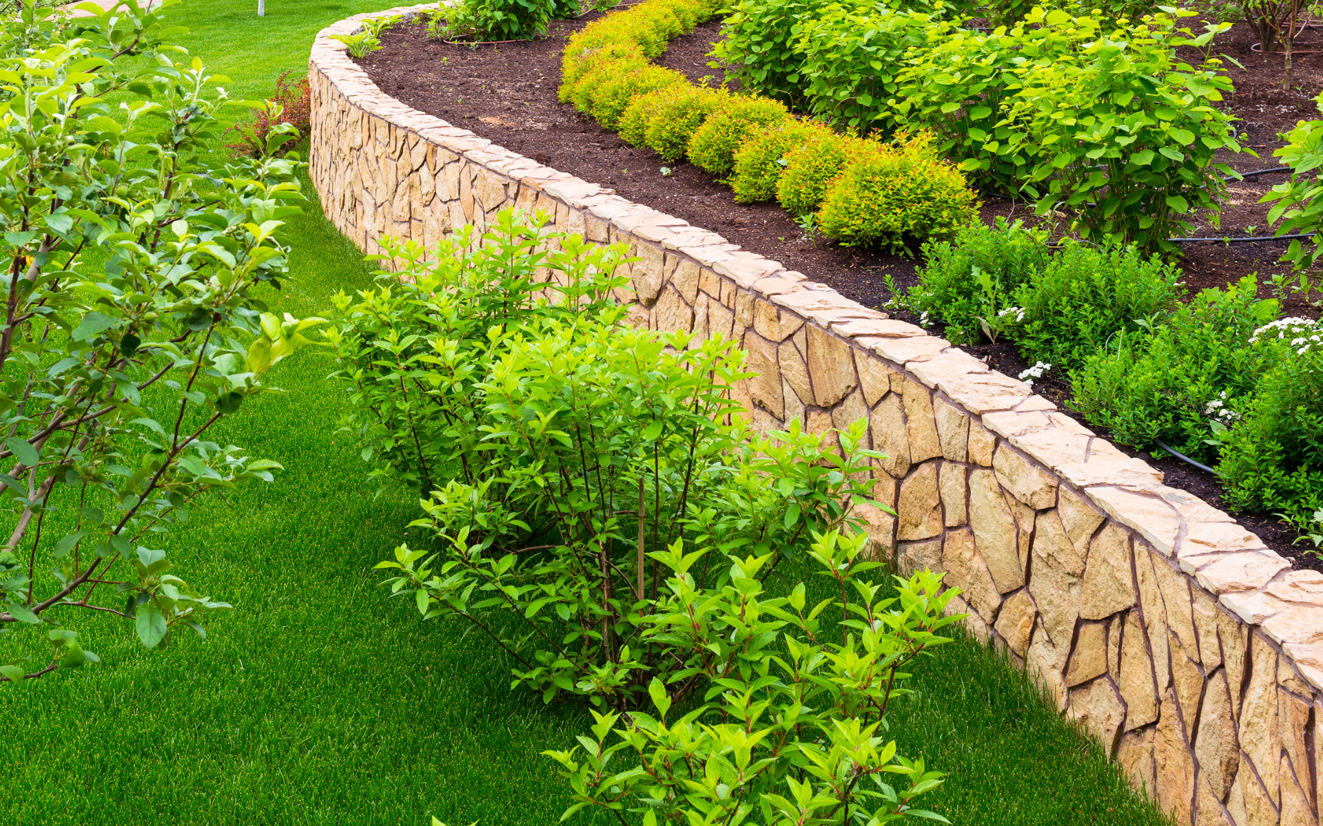 Curved stone retaining wall edging a lush green garden with yellow flowering shrubs