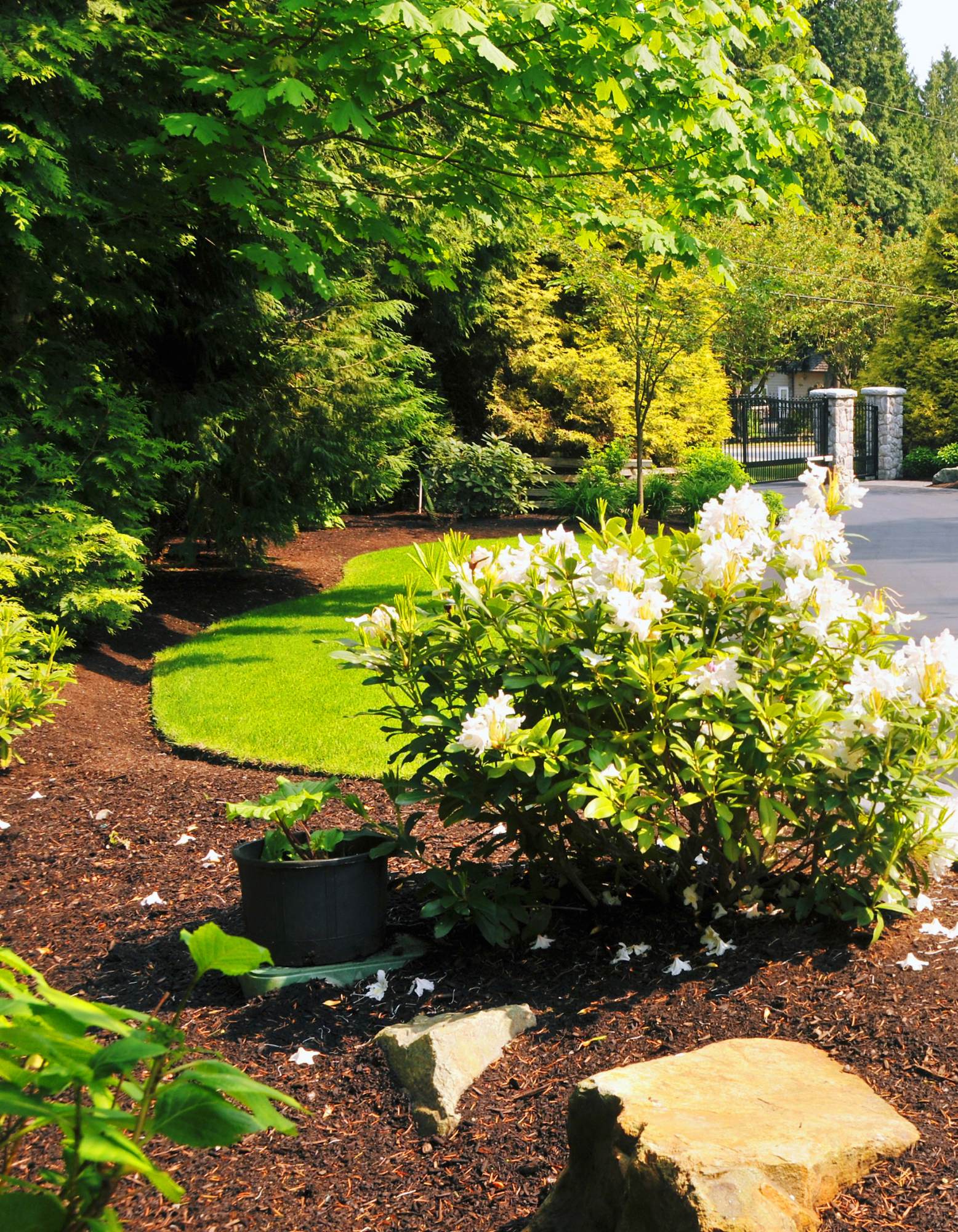 Sunlit garden bed with white flowering shrub, green trees, mulch, and a stone path