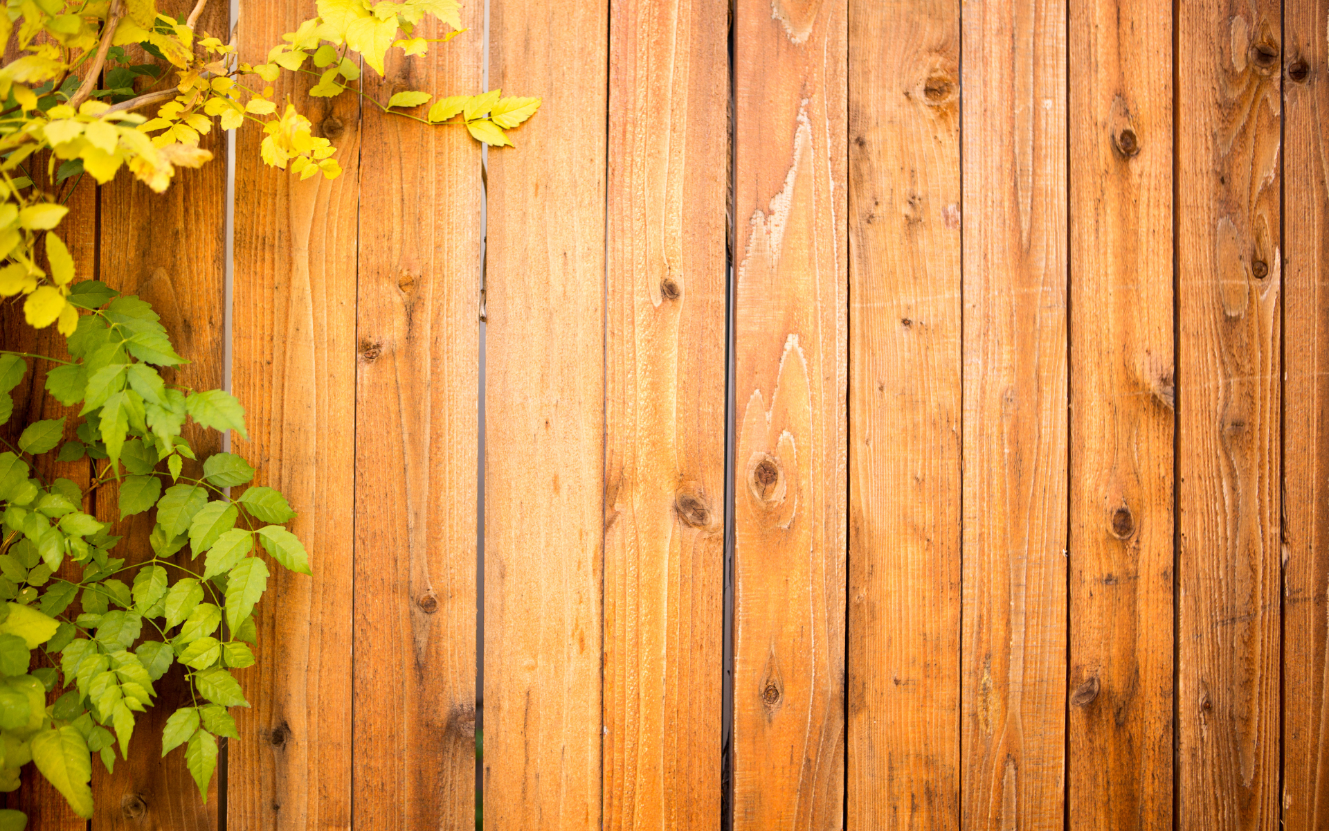 Yellow flowers and green vines climbing a weathered wooden fence