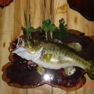 A taxidermy largemouth bass with an open mouth mounted on a dark, polished wood plaque against a light wood-paneled wall.