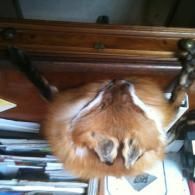 A red fox fur stole or pelt draped over the back of a wooden chair with a stack of papers visible underneath.