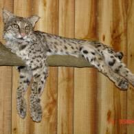 A spotted bobcat lying flat across a wooden branch against a wall of vertical wooden planks.