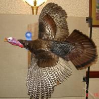 A taxidermy wild turkey mounted on a wall with wings spread in flight, displaying brown, black, and white plumage.