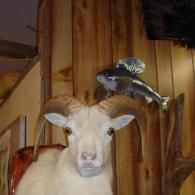 A taxidermy goat head with large horns mounted on a wood-paneled wall, with a small fish decoration perched on its horn.