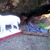A taxidermy display featuring a white wolf standing on a snow base and a black wolf jumping over a rocky, planted area.