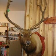 A taxidermy elk head mount with large antlers is displayed against a light wooden paneled wall.