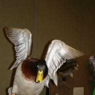 A taxidermy mallard duck with its wings fully spread, mounted on a stand against a plain wall.