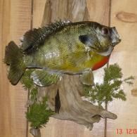 A taxidermy redear sunfish mounted on a piece of driftwood against a wood-paneled wall.