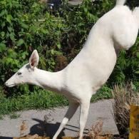 An albino deer jumps over a low wall in a garden setting.