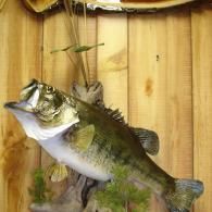 A taxidermy largemouth bass mounted on a wooden wall plaque with decorative greenery.