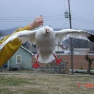 A person in a yellow sleeve holds a white goose by the back of its neck, causing it to spread its wings in an open field.