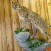 A taxidermy lynx standing on a rocky faux perch against a light wood paneled wall.