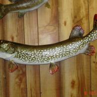 A taxidermy northern pike mounted on a wooden wall, featuring mottled green, white, and brown scales.