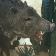 A taxidermy javelina with its mouth open, displayed in front of a cactus in a desert setting.