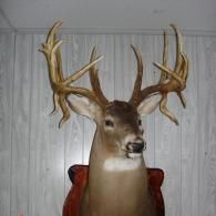 A mounted deer head with large, non-typical antlers displayed on a wall with white wood paneling.