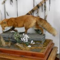 A taxidermy red fox stands on a faux-rock base decorated with small white flowers and greenery on a wooden platform.